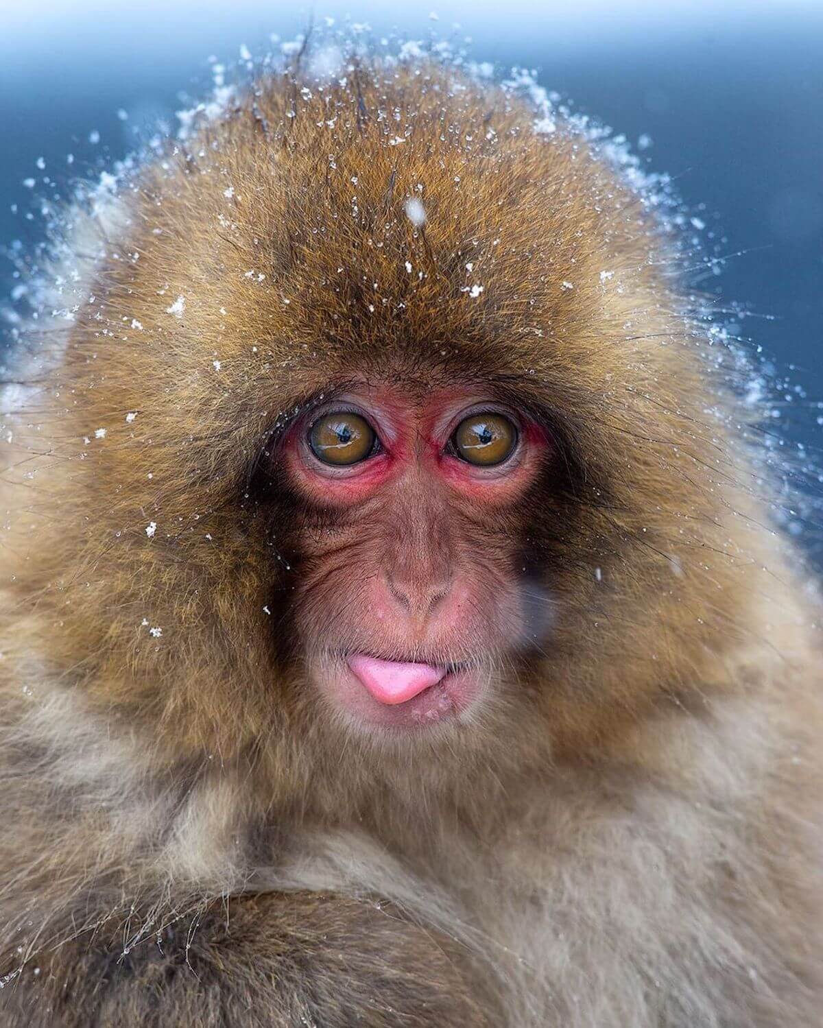 Human-Like Micro-Expressions Of Endangered Animals Across The World (Interview) Human-Like Micro-Expressions Of Endangered Animals Across The World (Interview)