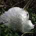 Frost Flowers: Nature’s Exquisite Ice Extrusion