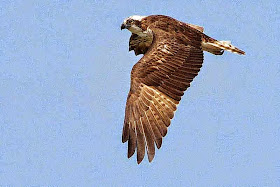 fish hawk, osprey, bird, flying