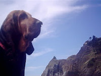 Can Dogs Be Given Allergy Eye Drops Can Dogs Be Given Allergy Eye Drops