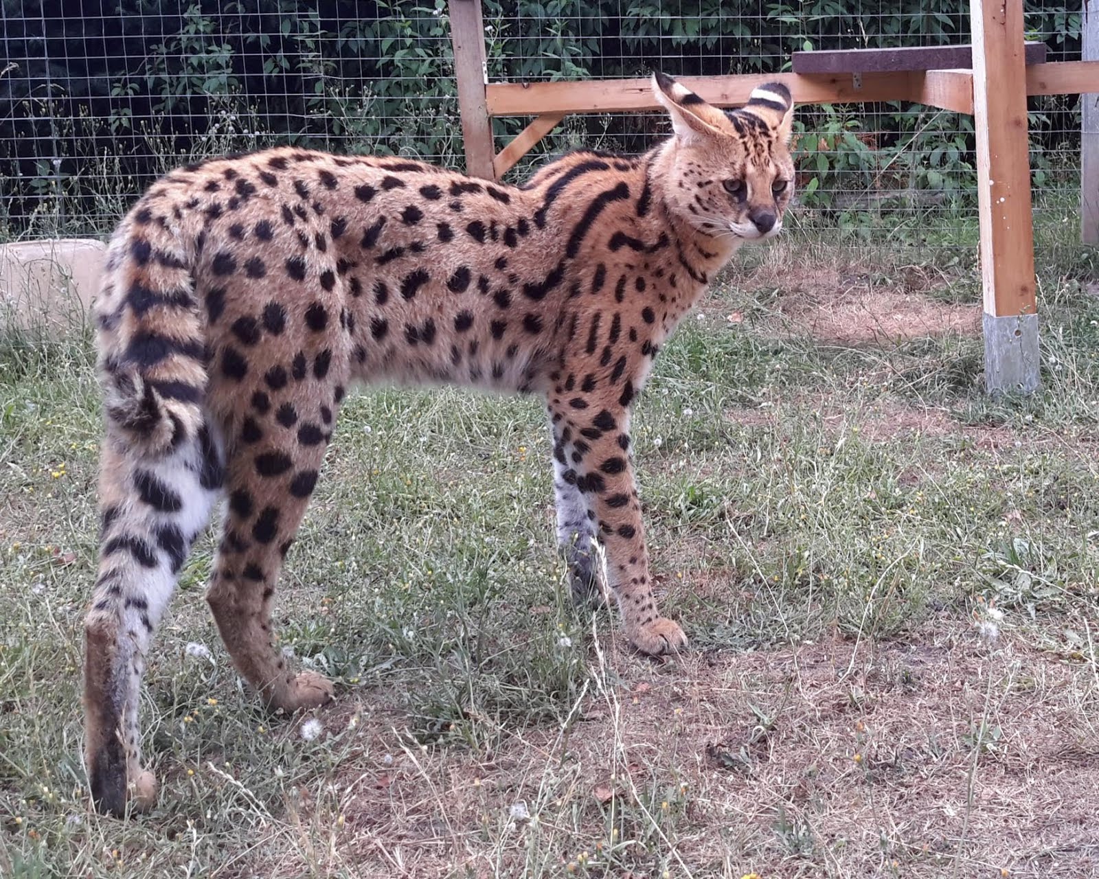 Top 10 Most Expensive Animals in the World Prices are More than