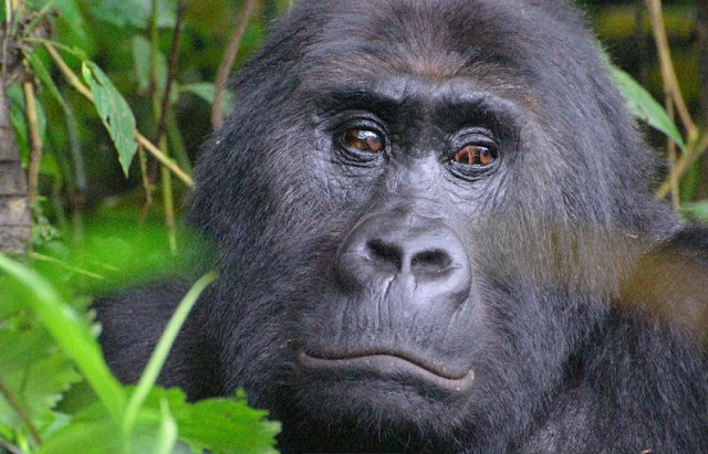Four out of six great apes one step away from extinction Four out of six great apes one step away from extinction