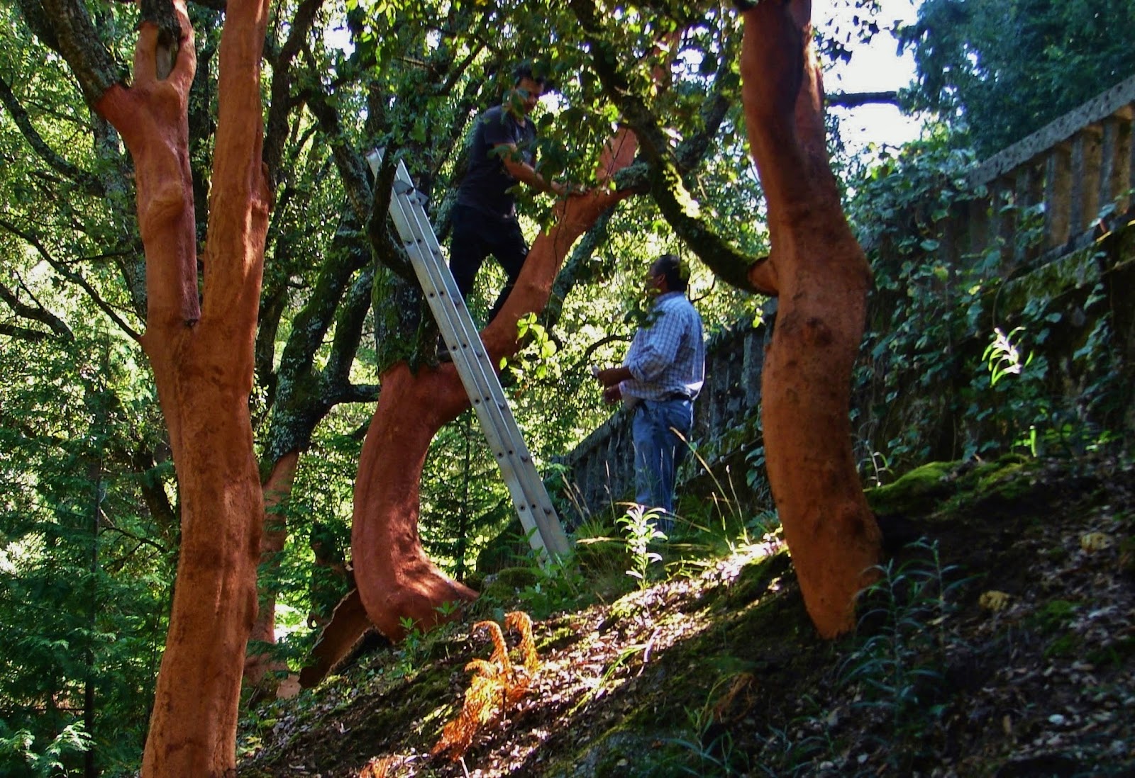 BREATHTAKING Cutting Cork