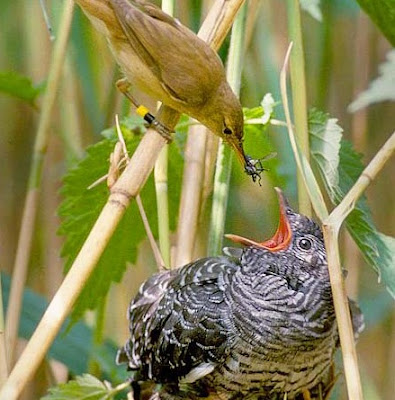 Burung Cuculidae