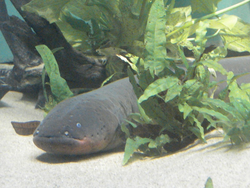 The Zoo Review: Species Fact Profile: Electric Eel (Electrophorus