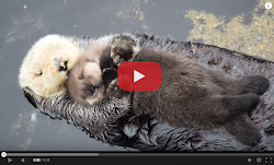 Sub Sea Systems Our World: Top 10 Cutest Sea Creature Videos