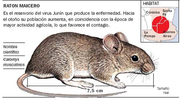 Científicos Argentinos desarrollan un anticuerpo que previene el virus de la Fiebre Hemorrágica Argentina (FHA)