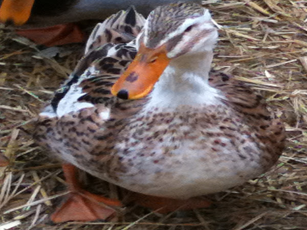rouen, rouen duck, meat duck breeds, rouen duck picture