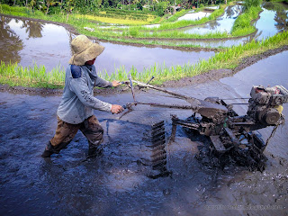 A Young Farmer And His Two Wheel Hand Tractor In The Rice Fields At The Village