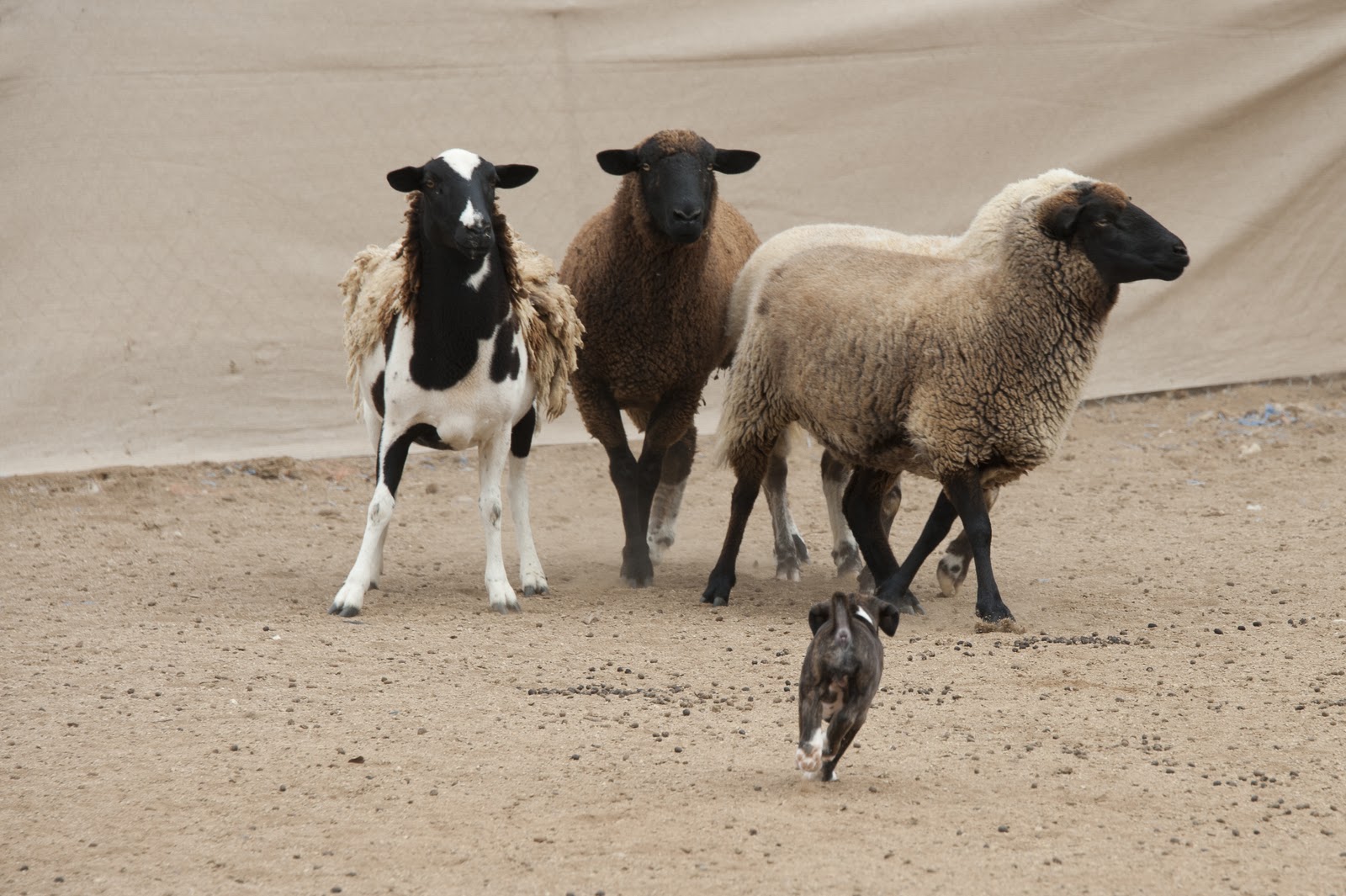 The Boxer Underground Blog Boxer Herding Success Story