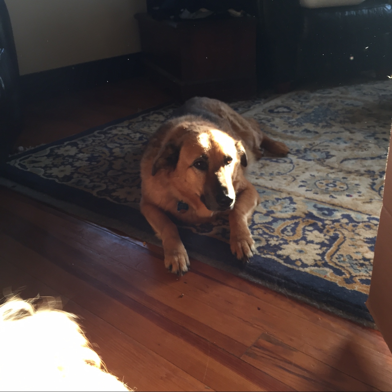 Must Love Pekes SECOND HAND DOGS