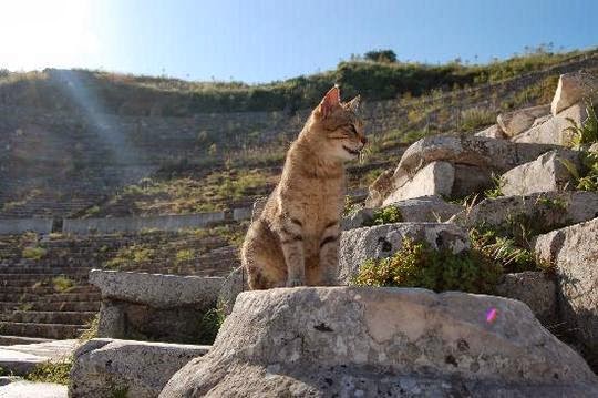 cat in Ephesus Turkey