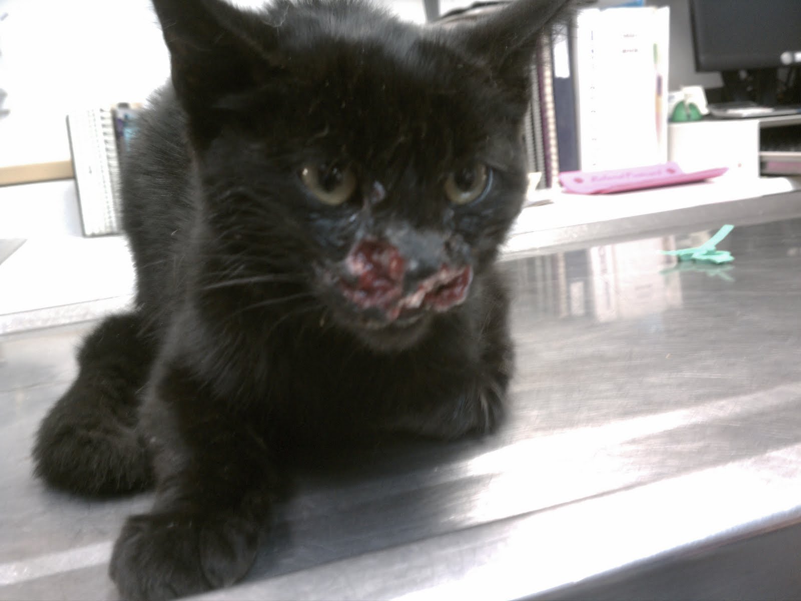 PurrViews Warning Pictures May Disturb You