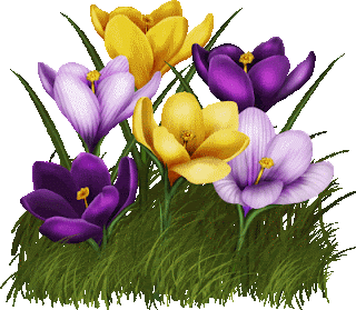 Gambar Bunga Indah dan Cantik | Kumpulan Gambar