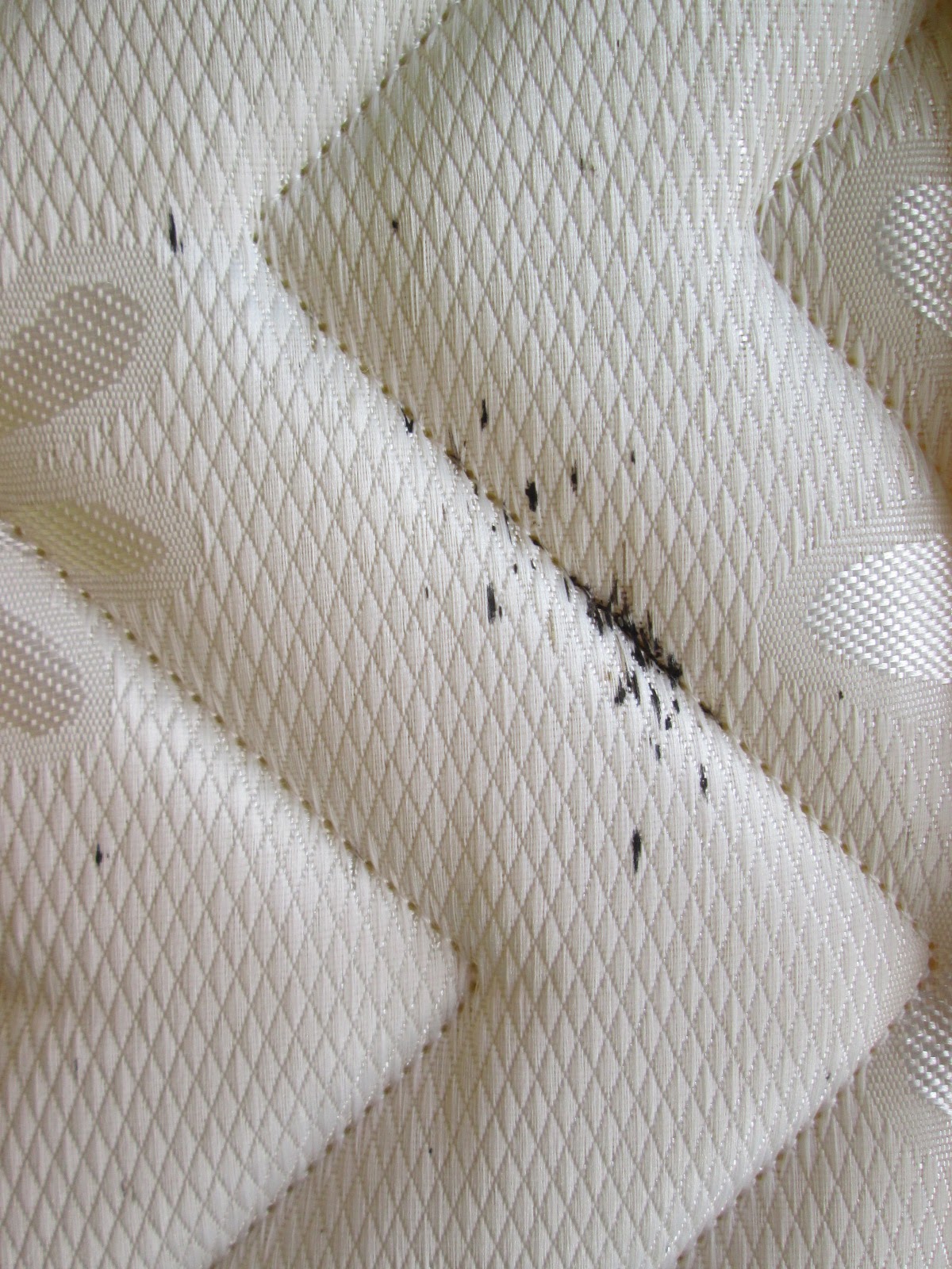 閲覧注意 南京虫騒動 The Bunk サバ州mm2hビザ取得体験記ブログ