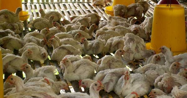 Peluang Usaha Rumahan Ternak Ayam Potong