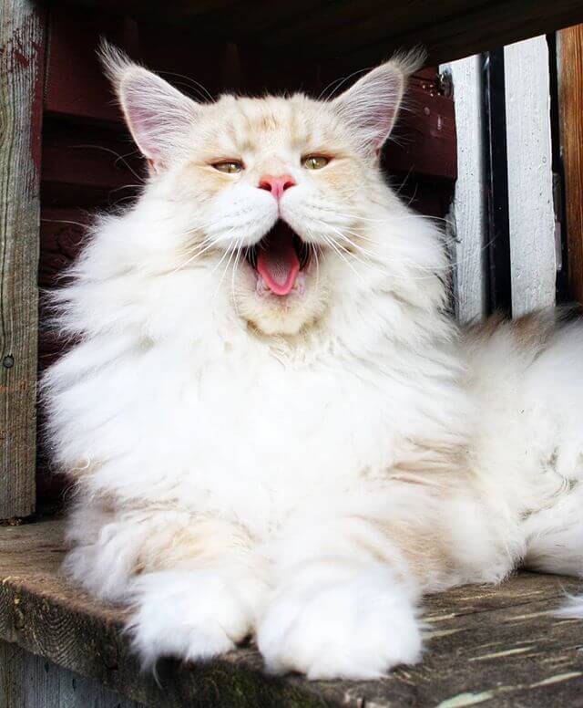 Meet Lotus, A Beautiful Maine Coon Cat, Both Majestic And Adorable