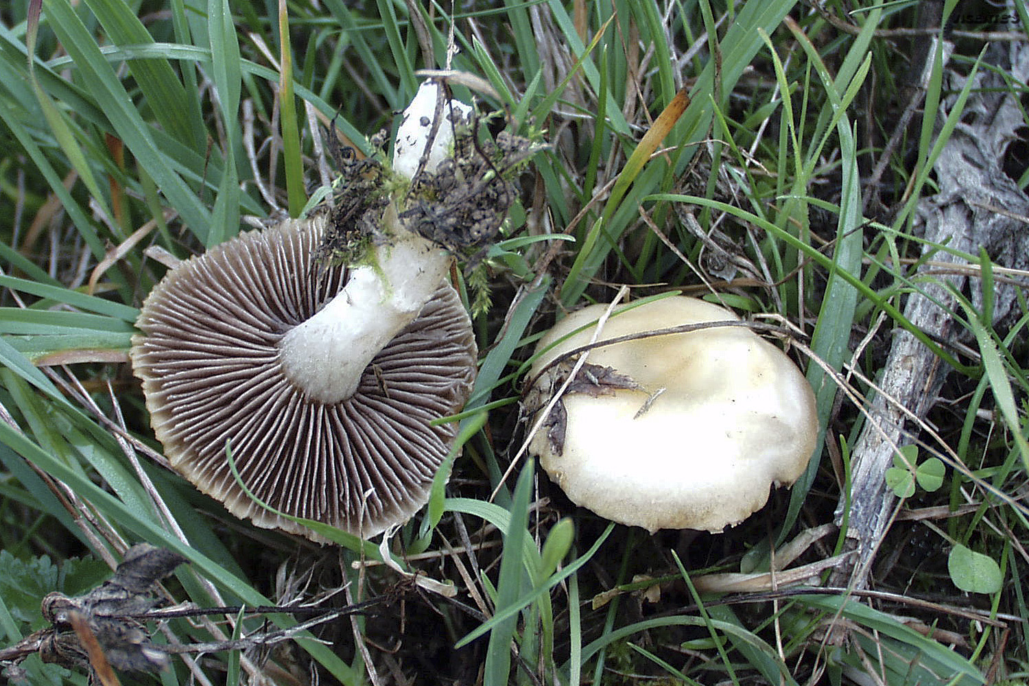 Las flores silvestres de Hormaza Psilocybe coronilla