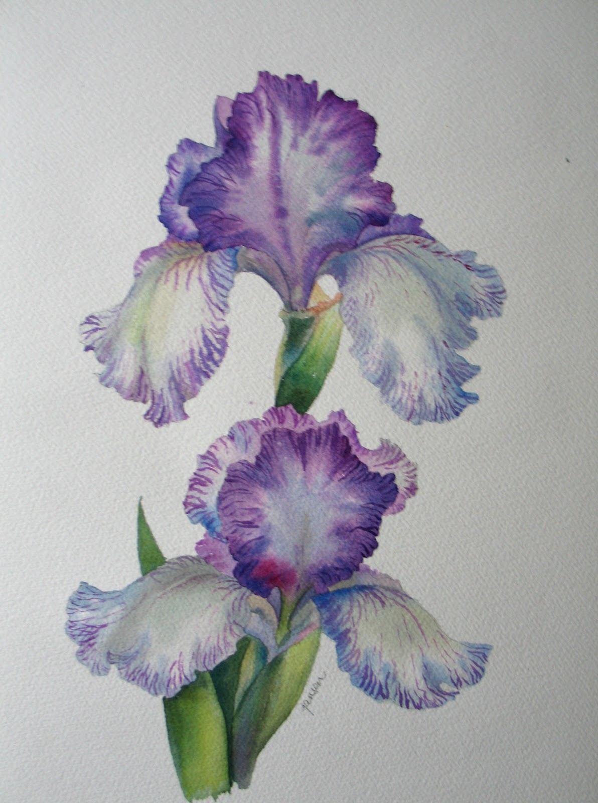 Nels Everyday Painting Striated Iris Watercolor  SOLD  Iris 