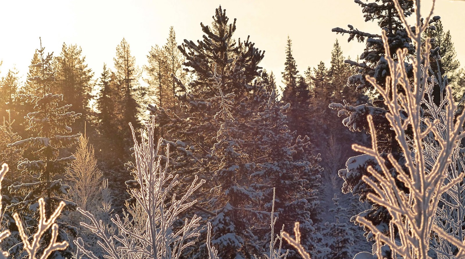 Les Sapins de Guillaume Apollinaire 1913