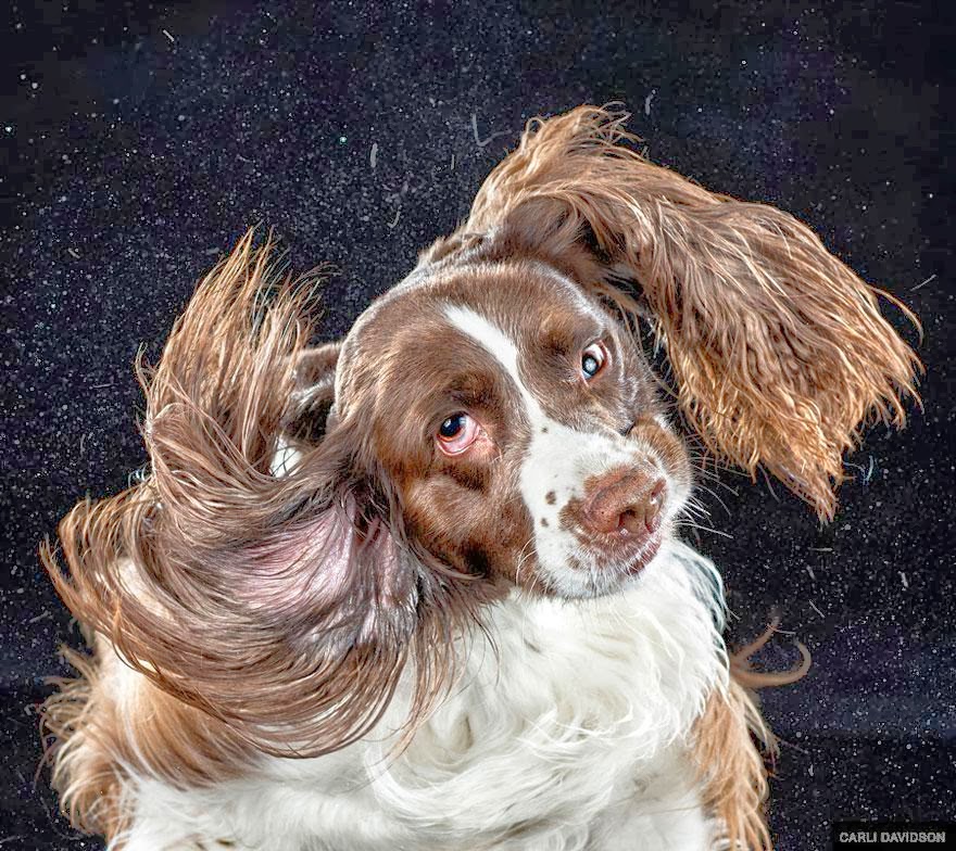 The Gibble Slow Motion Photos Of Dogs Shaking Their Heads