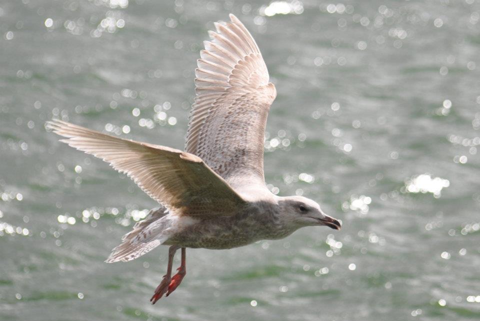 UK Gulls Herring x Glaucous Gull Hybrid Preston, Lancashire April 2012