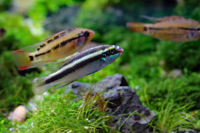 WF1 Apistogramma Viejita from Puerto Gaitán