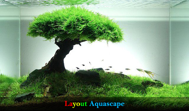 10 Rekomendasi Layout Aquascape Terbaik