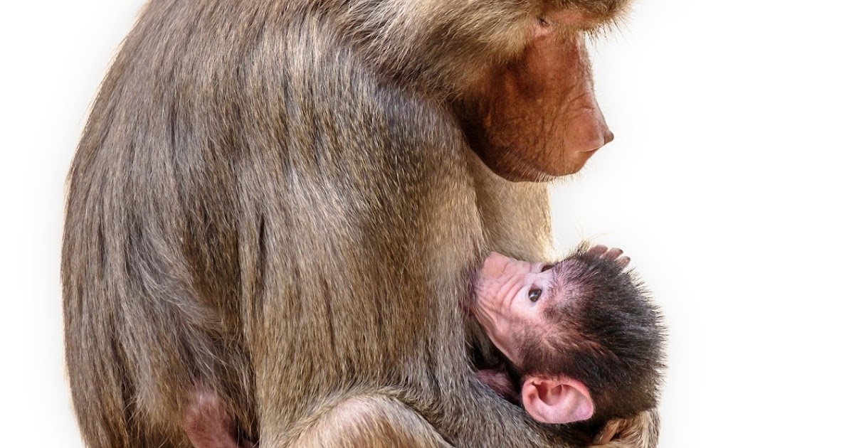 New guidelines for primate research will not protect our closest