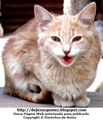 Gato Foto de gato maullando de día. Foto de gato de Jesus Gómez