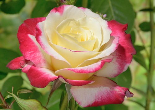 Double Delight rose сорт розы фото  
