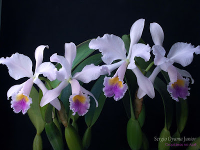 Orquídea Cattleya labiata