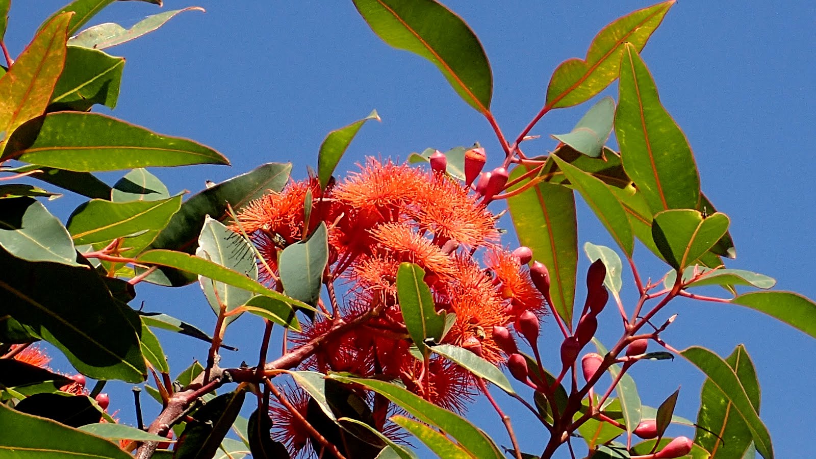 A ficifolia eucalypt beside the bach. They grow well in this area.