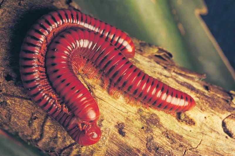 centipede and millipede pictures and facts