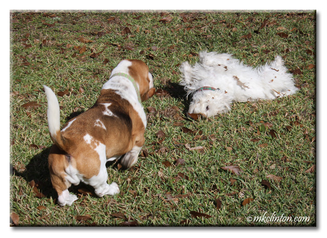 Pierre Westie is rolling in the leaves and Bentley Basset Hound wants to play