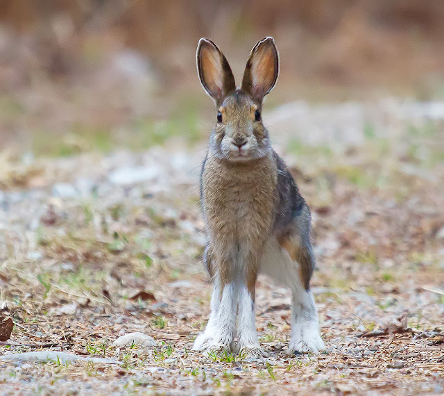 Snowshoe Hare facts and information 2 Snowshoe Hare facts and information 1