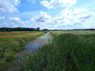 Kanał Łasica w okolicy Famułek Brochowskich (lipiec 2018 r.)