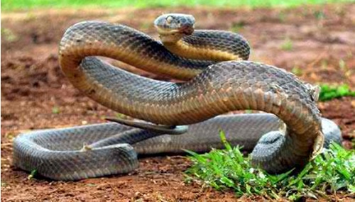 Inland Taipan snake