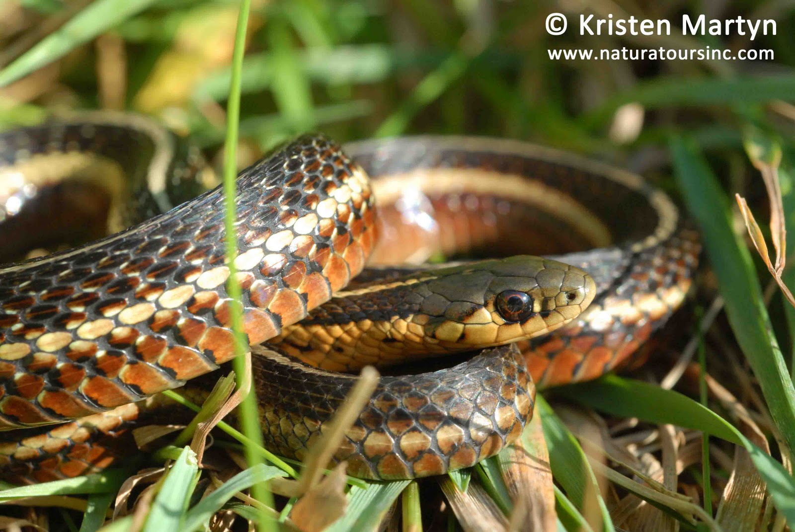 sar snakes nature notes blog garter snakes size