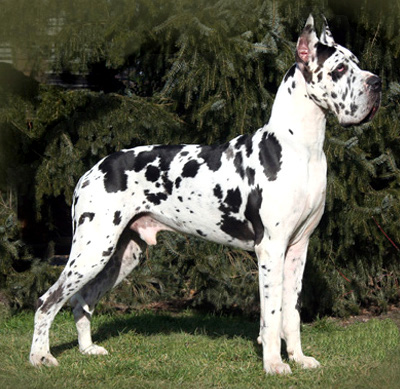 how much does a brindle great dane cost