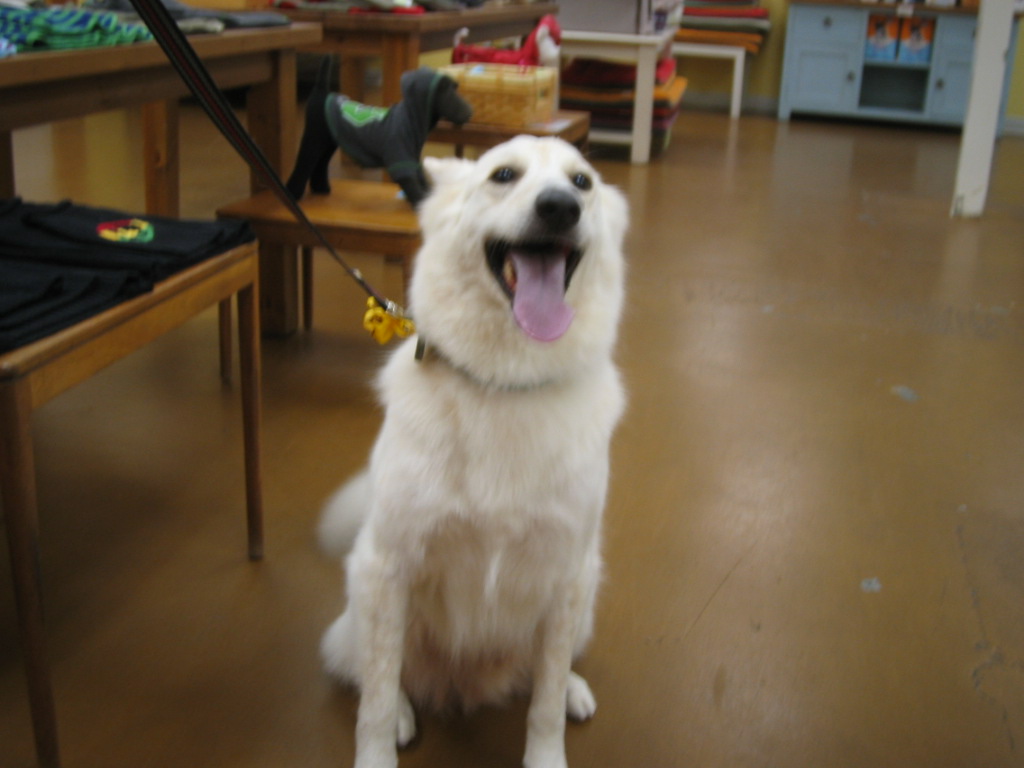 Venicepets TODAY S CUSTOMER HENRY SHEPHERD MIX