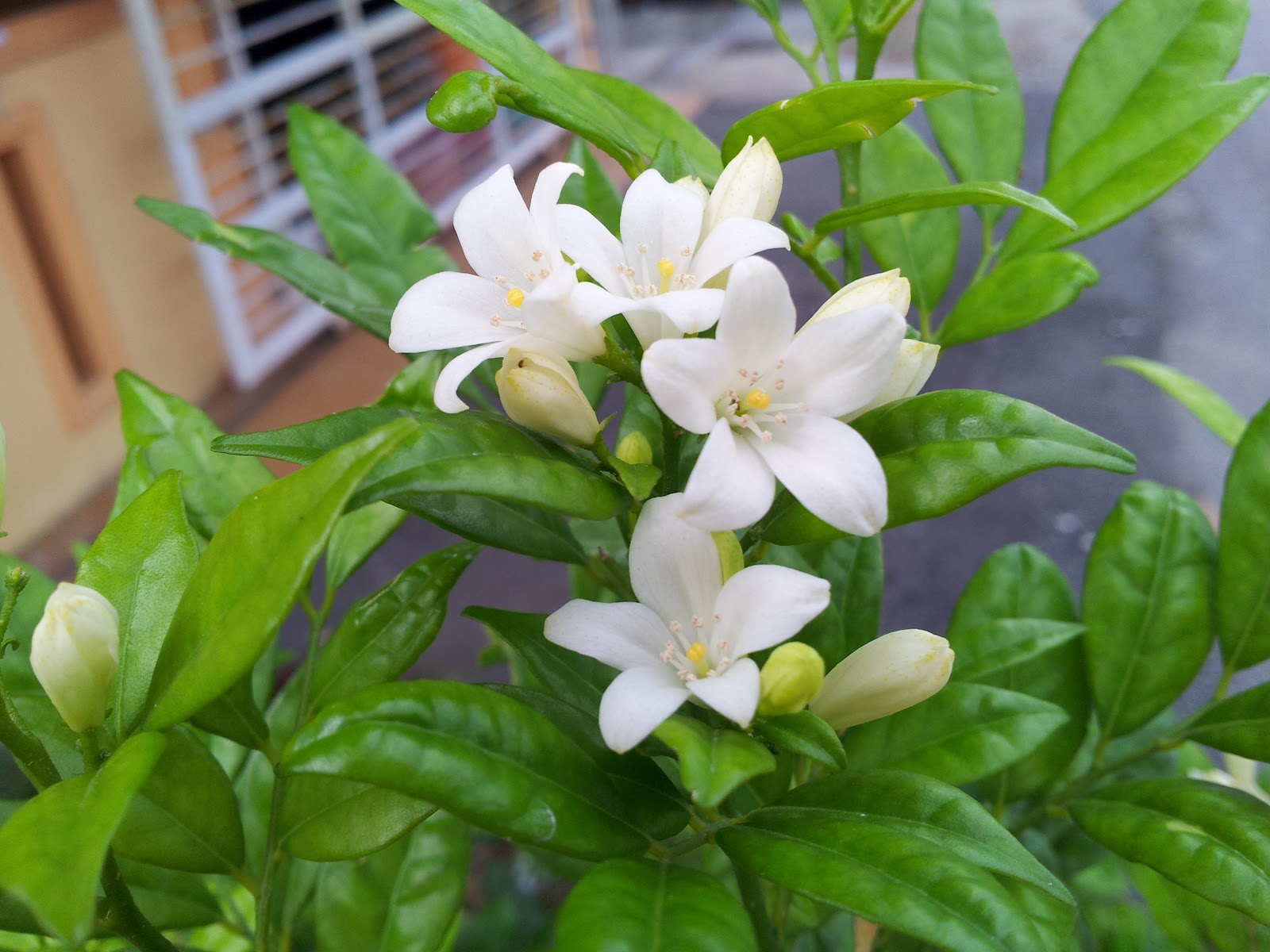 Ide 26+ Bunga Kemuning