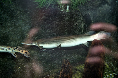 Shortnose Gar