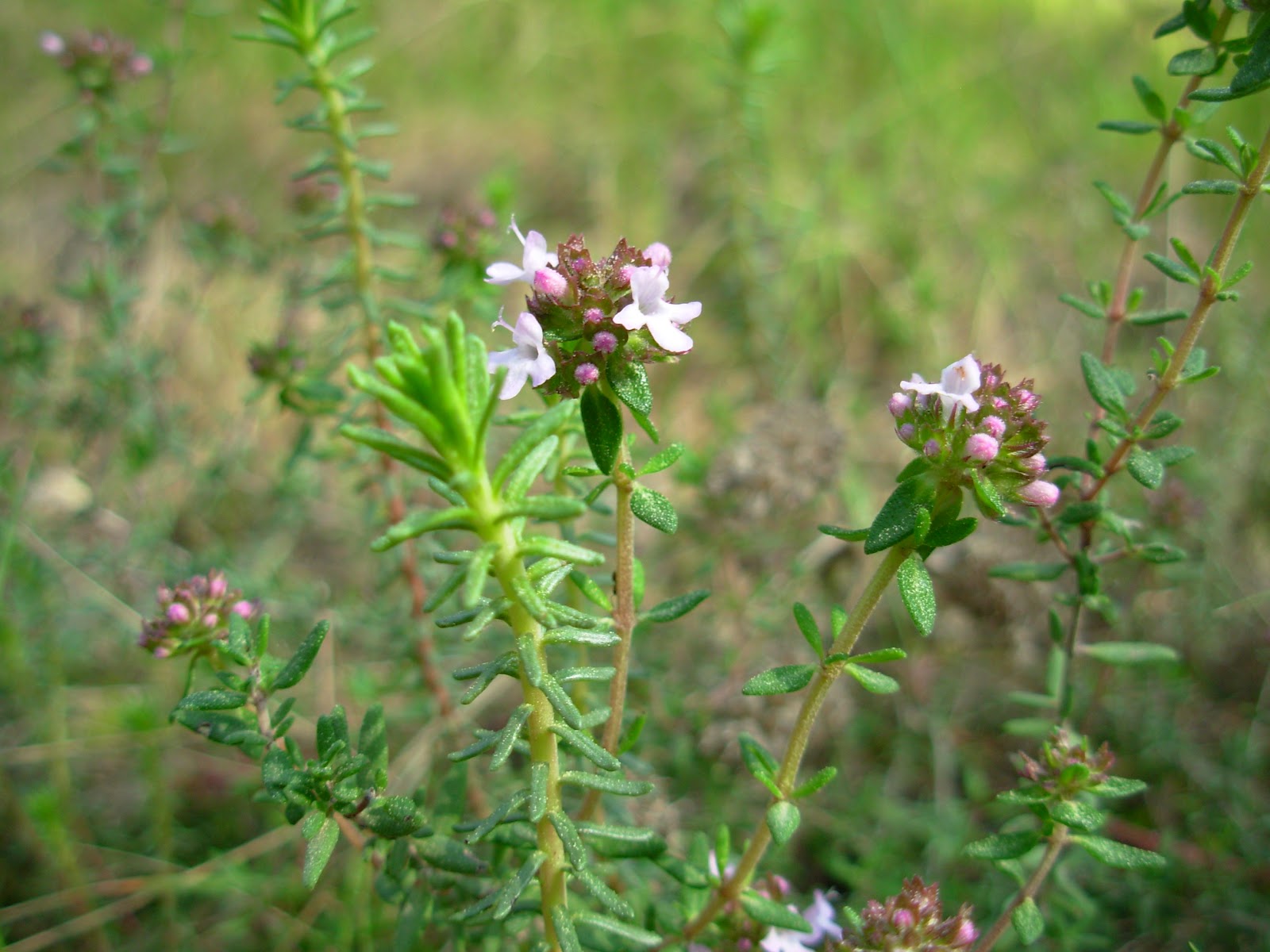 Les plantes de Torrelles Thymus vulgaris