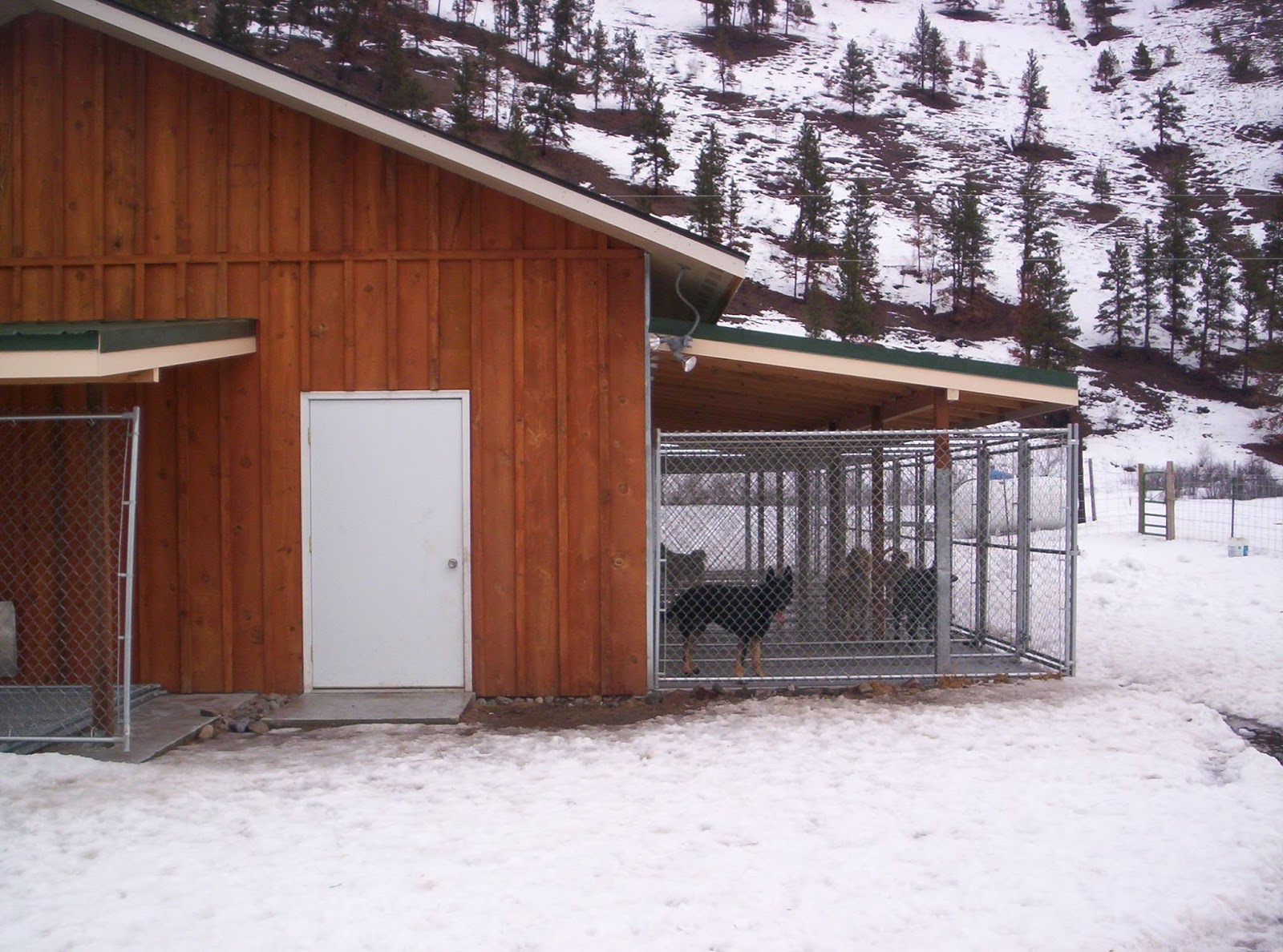 The Real APBT Dog Kennel Setups And Designs the-real-apbt-dog-kennel-setups-and-designs