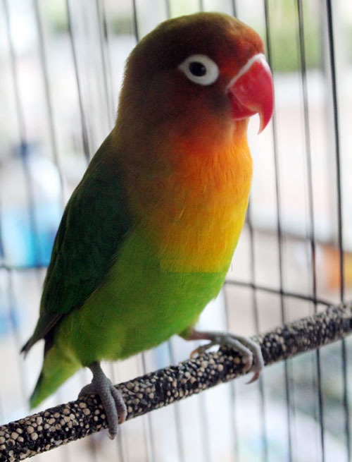 Hobi Burung Kicau Gagal Di Jodohkan Tapi Harganya Senilai 300an Juta