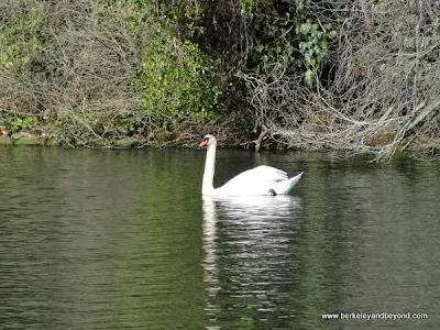 swan in lagoon at Palace of Fine Arts in San Francisco