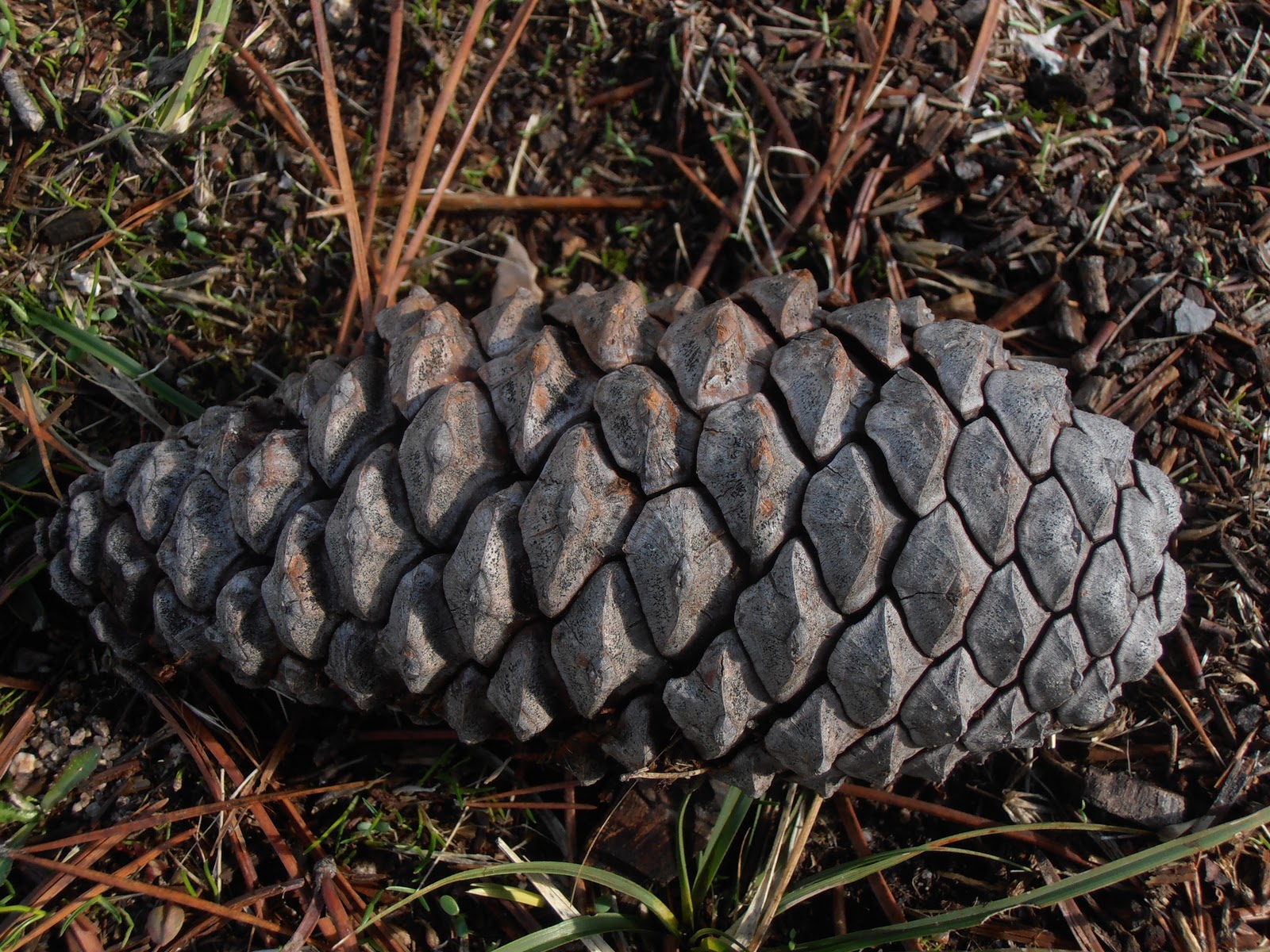 Entre plantas y bichos: Como distinguir especies de pinos