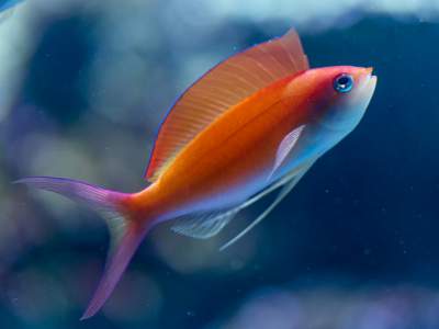 33 Fakta Unik Tentang Ikan Yang Belum Kamu Ketahui Tersubur Net