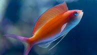 33 Fakta Unik Tentang Ikan yang Belum Kamu Ketahui!!